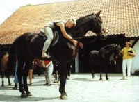 Gałkowo - Stadnina  u Ferensteinów